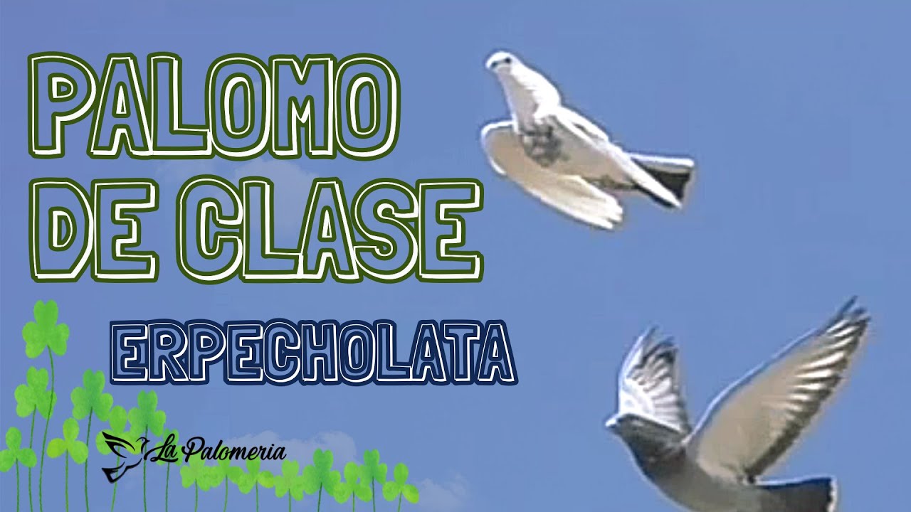 Palomos de Clase El Cabrerito v10