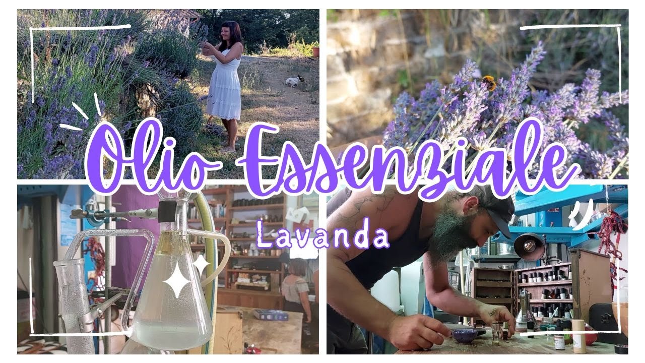 Lavanda: come si estrae l'OLIO ESSENZIALE 🪻 Vivere il Bosco
