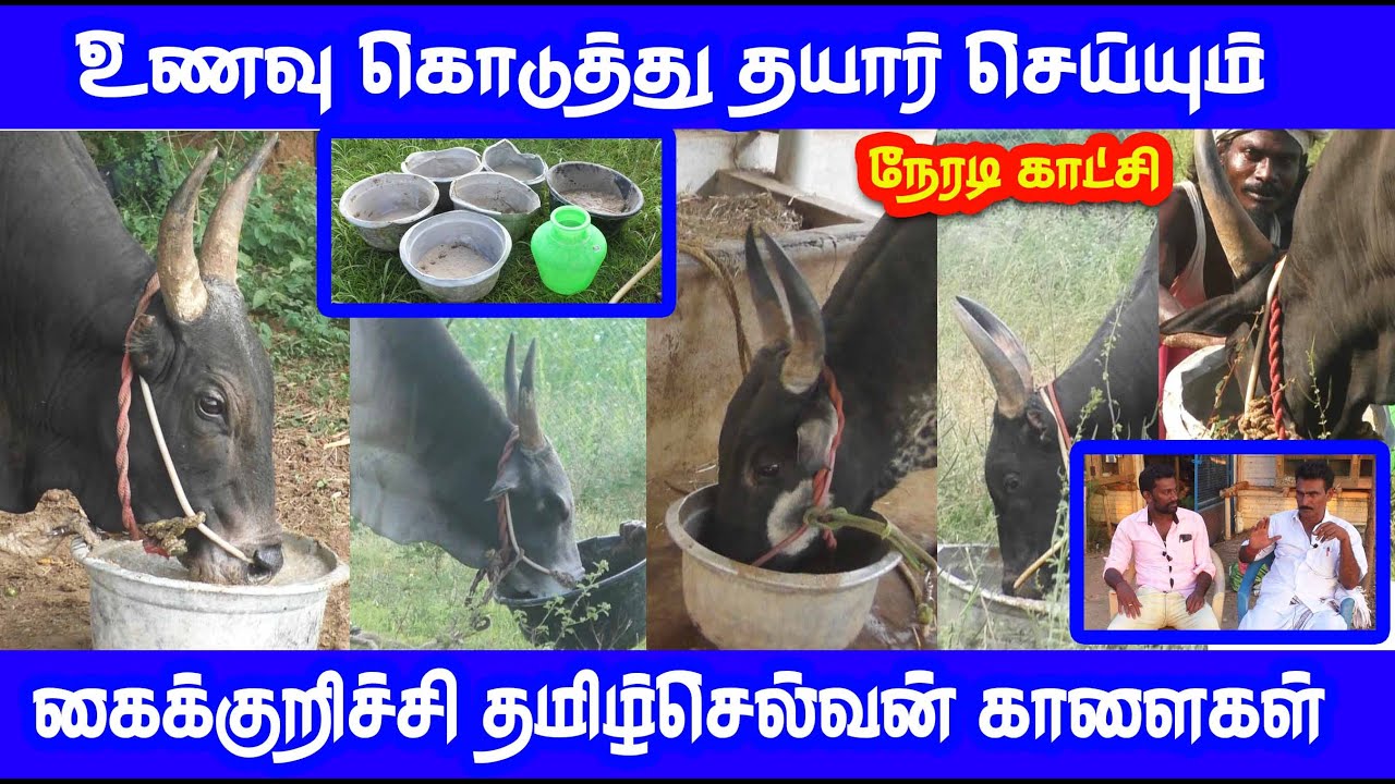 காளைக்கு உணவு கொடுத்து தயார் செய்யும் நேரடி காட்சி கைக்குறிச்சி தமிழ்ச்செல்வன்... Tamizhan Trending