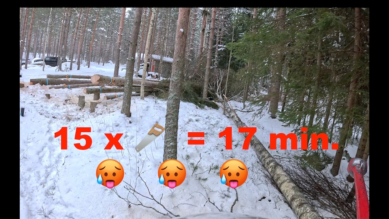 15 puun kaadot 17 minuuttiin. Mukana myös konkelo. Pro Finnish Lumberjack And Husqvarna 550 xp