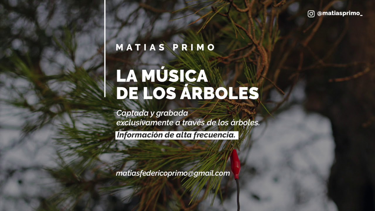 The Music of the Trees - La Música de los Árboles. Meditar, Armonizar. To meditate, harmonize.