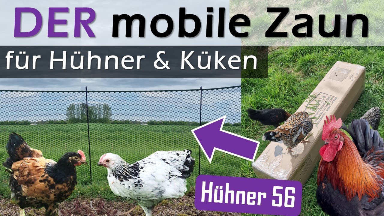 🤩 Ich habe ihn auch! Endlich! 🥳 DEN neuen, innovativen, mobilen #Küken & #Hühnerzaun #Hühner 56
