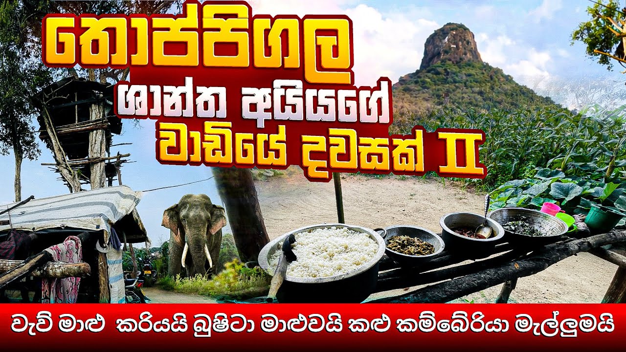 තොප්පිගල ශාන්ත අයියගේ වාඩියේ දවසක් වැවි මාළු කරියයි බුෂිටා මාළුවයි කළු කම්බේරියා මැල්ලුමයි #village 