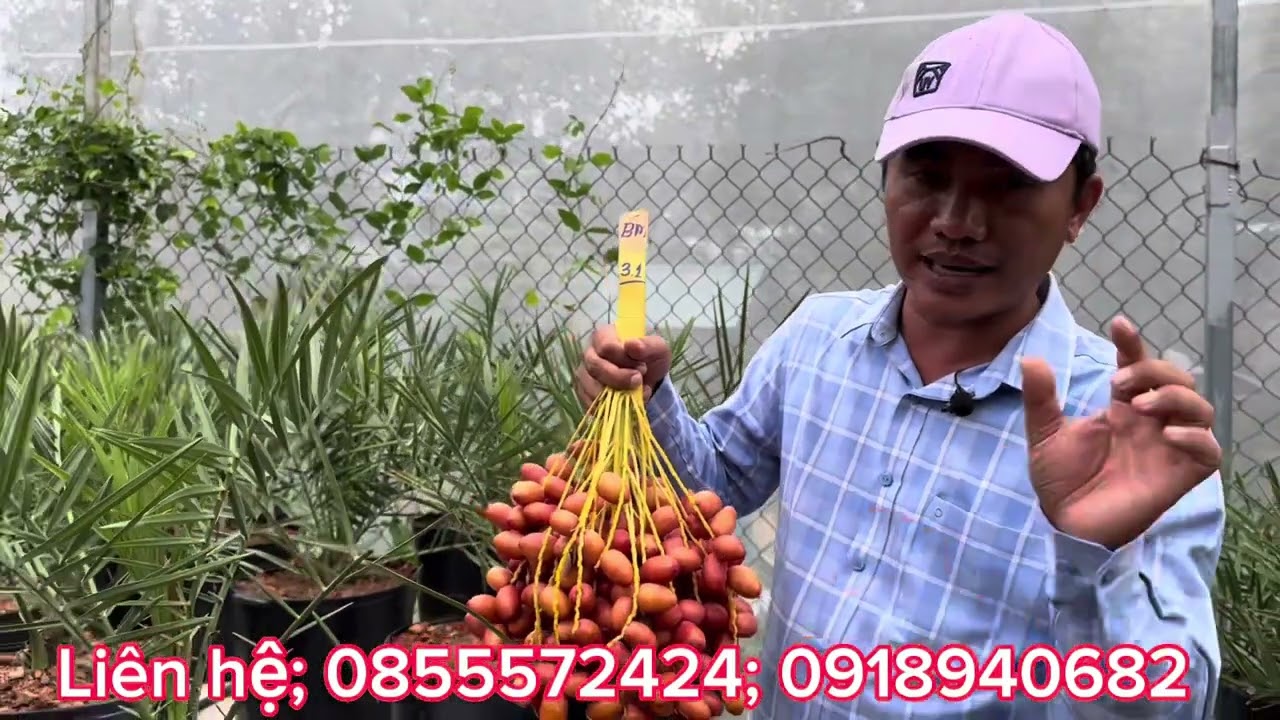 Trải nghiệm các loại chà là hiện nay có trên thị trường.
