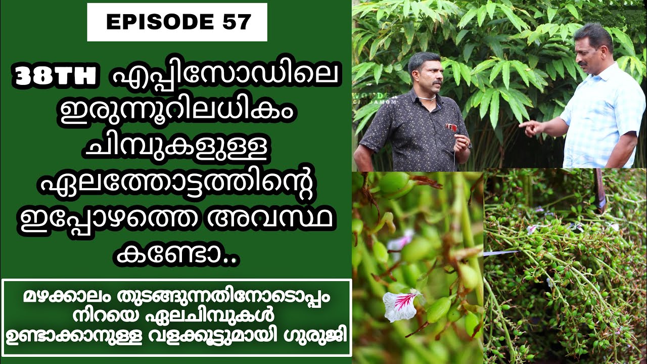 മഴക്കാലം തുടങ്ങുന്നതിനോടൊപ്പം നിറയെ ഏലചിമ്പുകൾ  ഉണ്ടാക്കാനുള്ള വളക്കൂട്ടുമായി ഗുരുജി