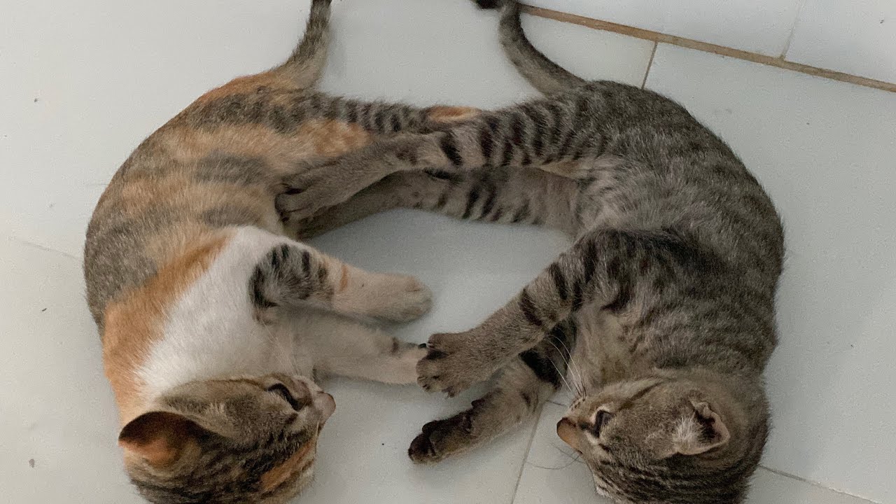 These kittens are so cute and funny when they play with each other 🤪 Adorable cute cat video