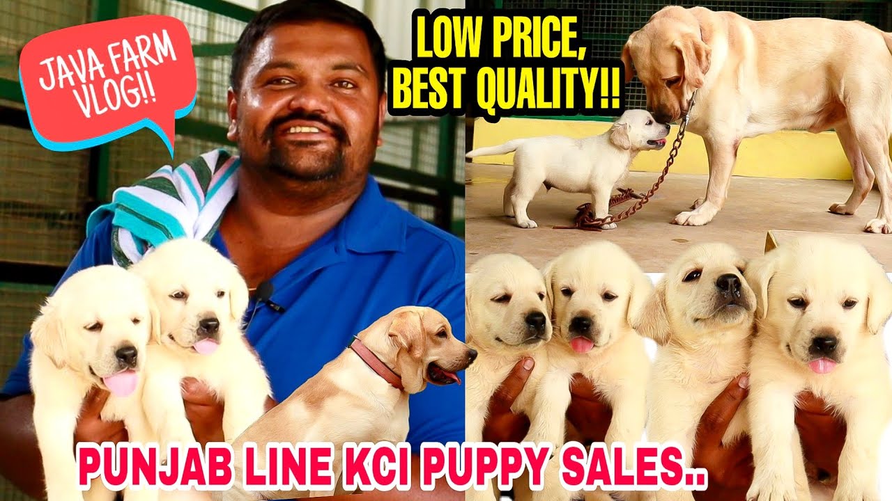 KCI PUPPY SALES - Low Price | Java Farm Vlog | Best Quality Punjab Lineage Dogs Sales | Lab Puppy |