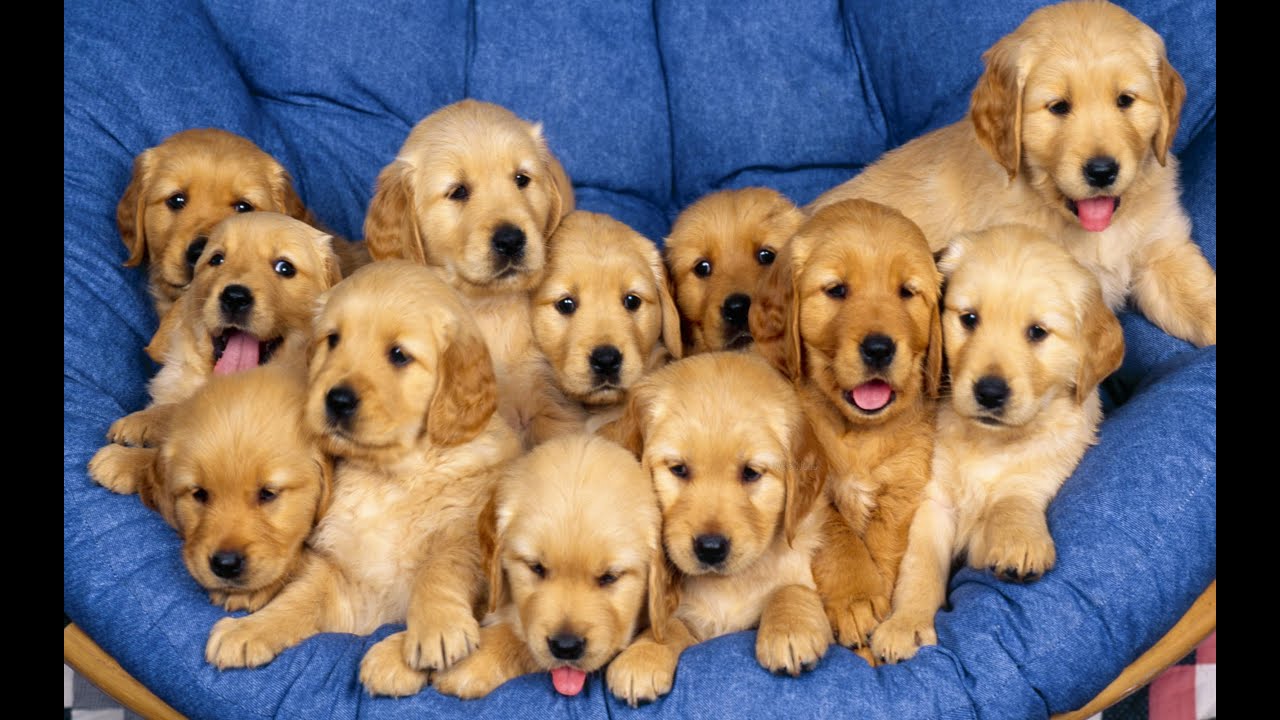 madra&iacute; codlata Ceol agus puppies - Relaxing Music for Madra&iacute;