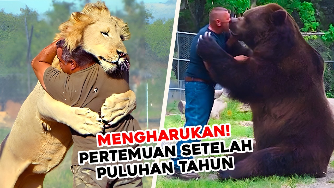 Dipertemukan Setelah Berpisah Bertahun-Tahun | Momen Haru Reuni Hewan dan Manusia