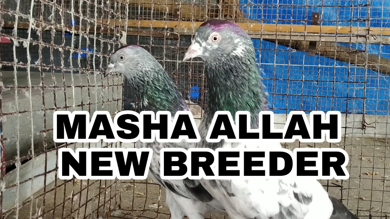 #PigeonTips #kobutor Top high flying pigeon breeding pair 2019 | Mumbai Pigeon