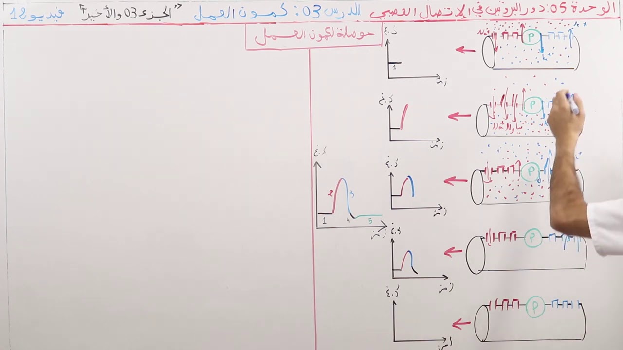 الوحدة 05 : الإتصال العصبي_حوصلة لكمون العمل