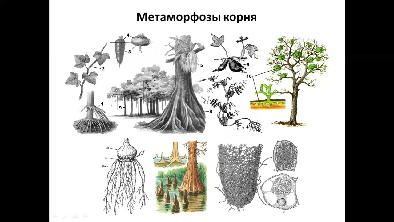 Морфология и анатомия растений. Корень