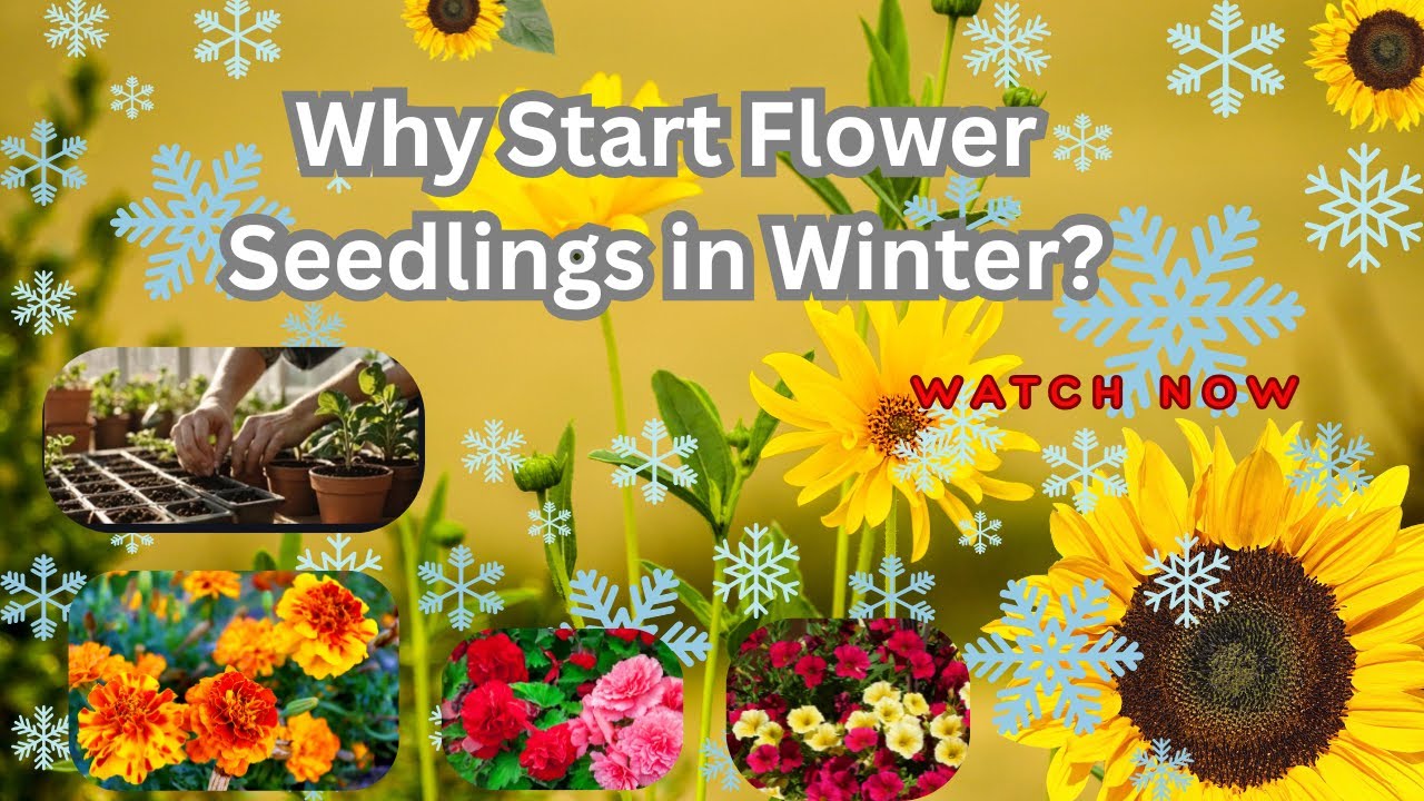 What's the BEST Time to Start Flower Seedlings During WINTER? #SeedStarting #WinterGardening