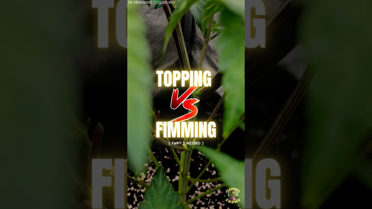 Topping vs. Fimming/FIMing: Which Training Technique Yields More Buds?