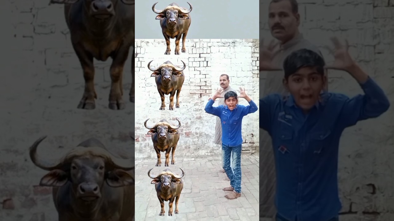 #funny gay bhains cute bakri Sher#vfx#shorts