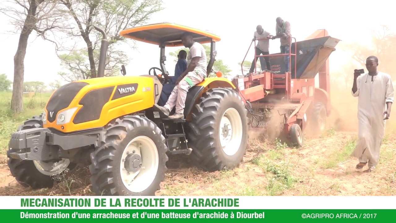 Mécanisation de la récolte de l'arachide au Sénégal ©AGRIPRO AFRICA