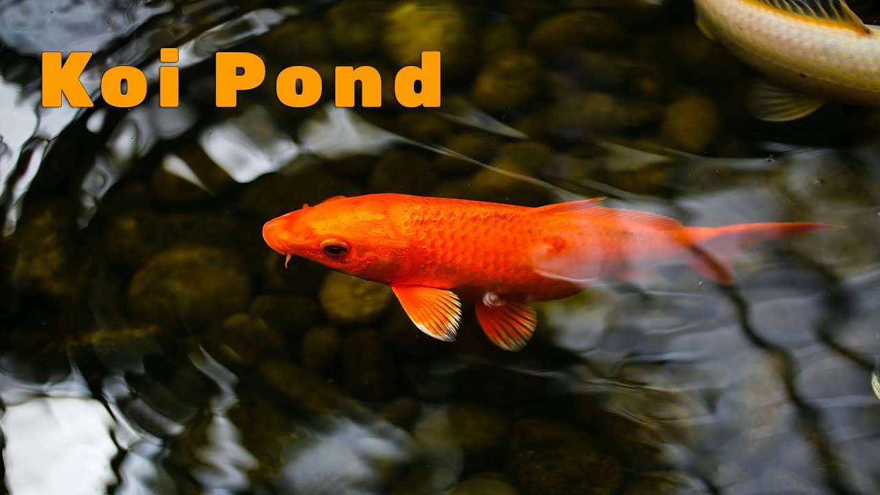 Koi Pond with Waterfall Relaxation (53 min)🐟