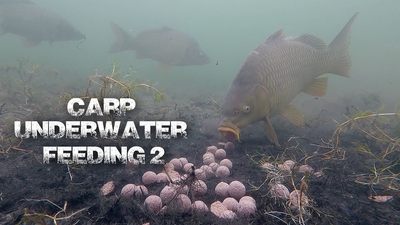Carp underwater feeding 2