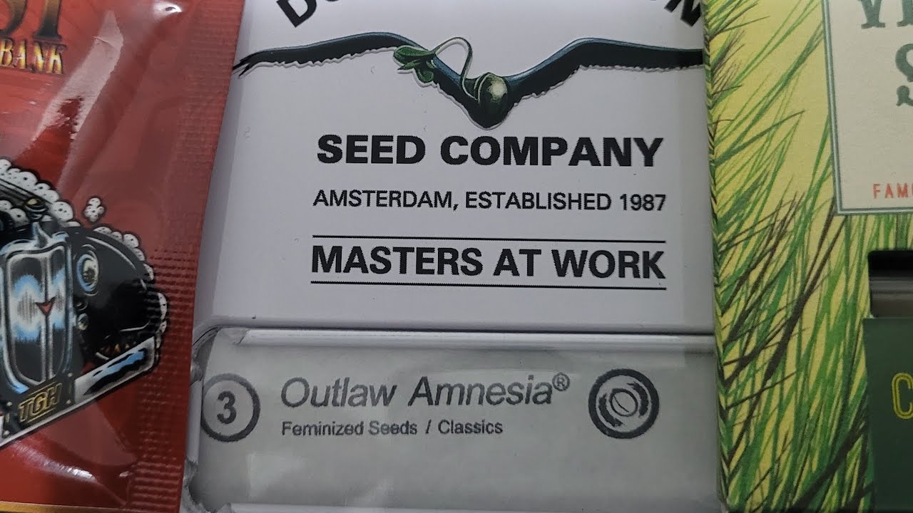 Timelapse grow 1 to 38 days Outlaw Amnesia and Wedding Cake