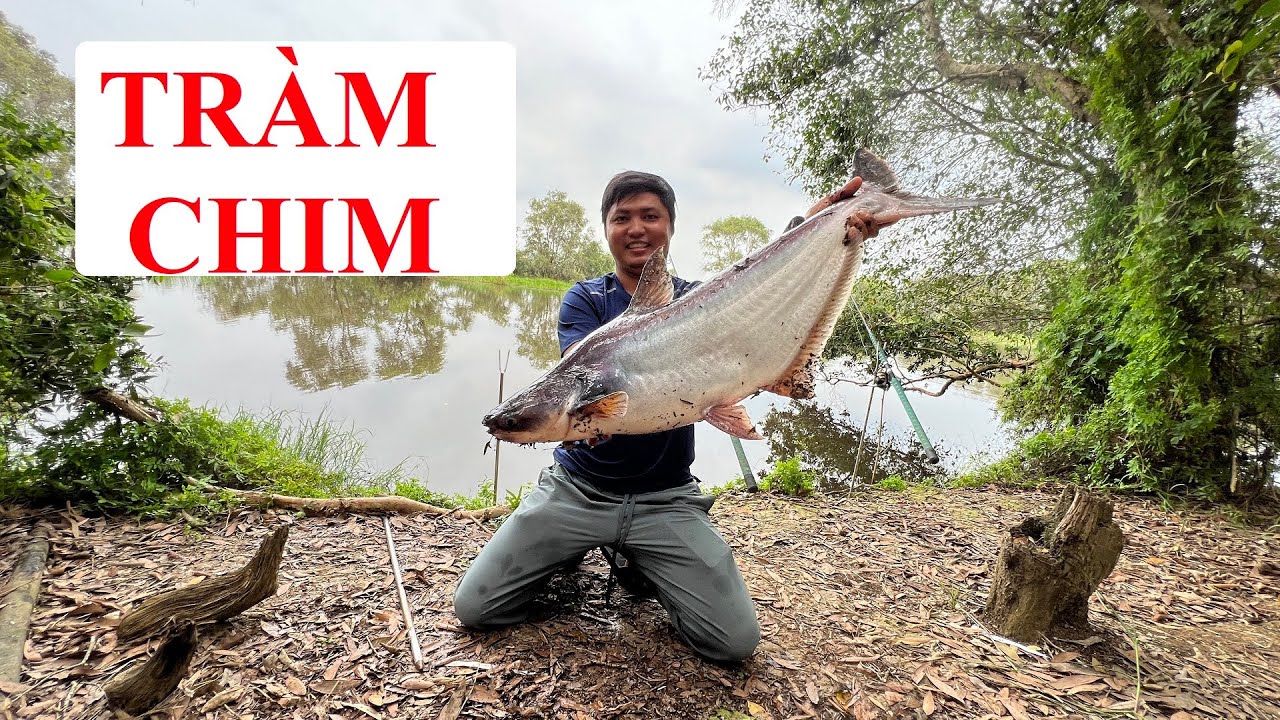 CÂU CÁ TRA RỪNG TRÀM CHIM, NƠI CẤT GIẤU RẤT NHIỀU CON CÁ TRA KHỦNG LỒ