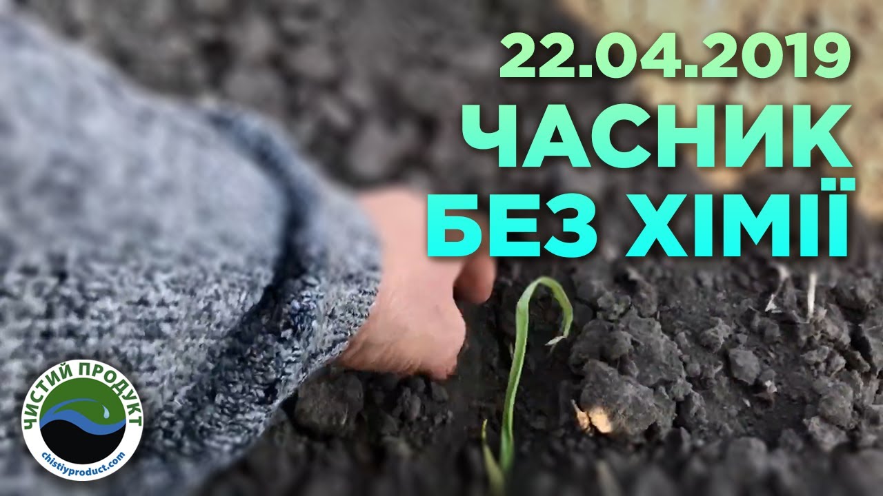 АРХІВ. Органічне вирощування часнику: Звіт з полів | Сезон 2019