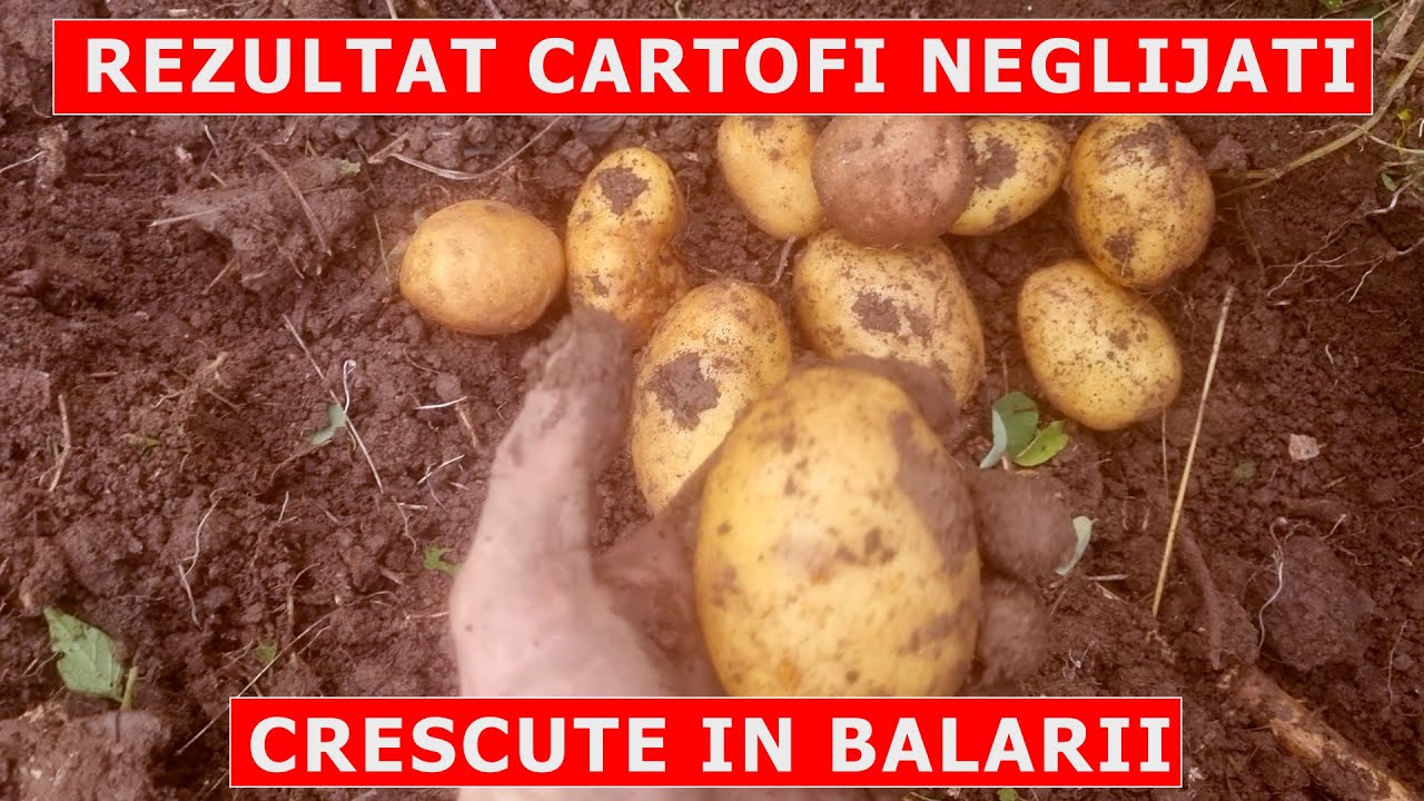 Rezultatul cartofilor care i-am neglijat anul acesta, crescute in balarie