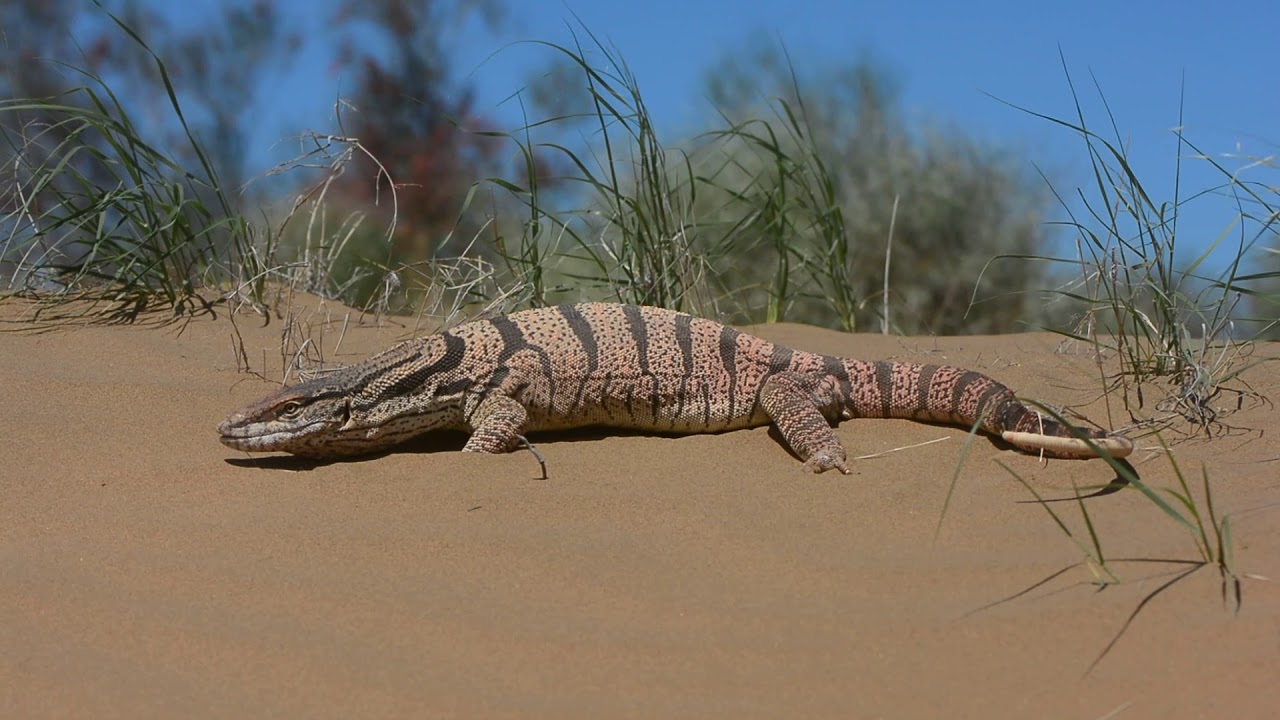Varanus griseus