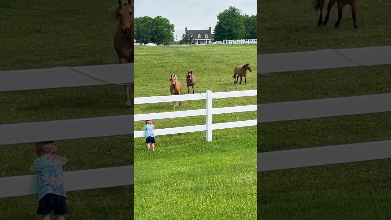 All hail king of the horses! 🐴👑🤣