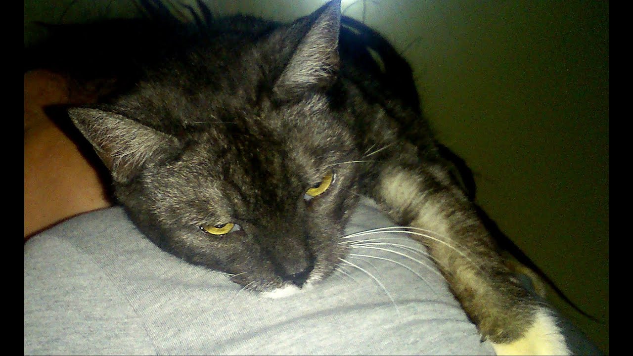 Zola-kot-etola  kot przylepa cat
