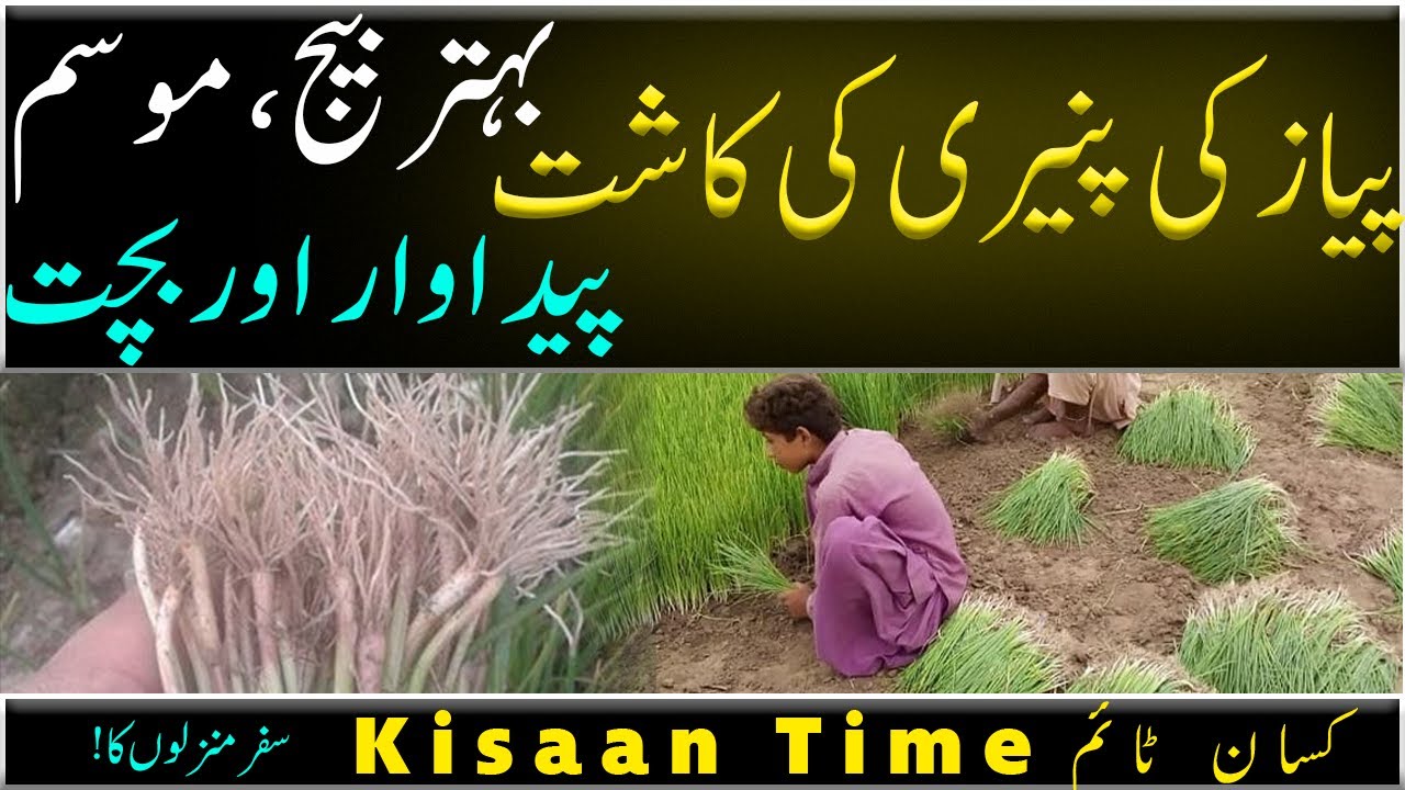 Onion nursery onion paneer onion paneer method onion paneer planting method onion plantation in P...