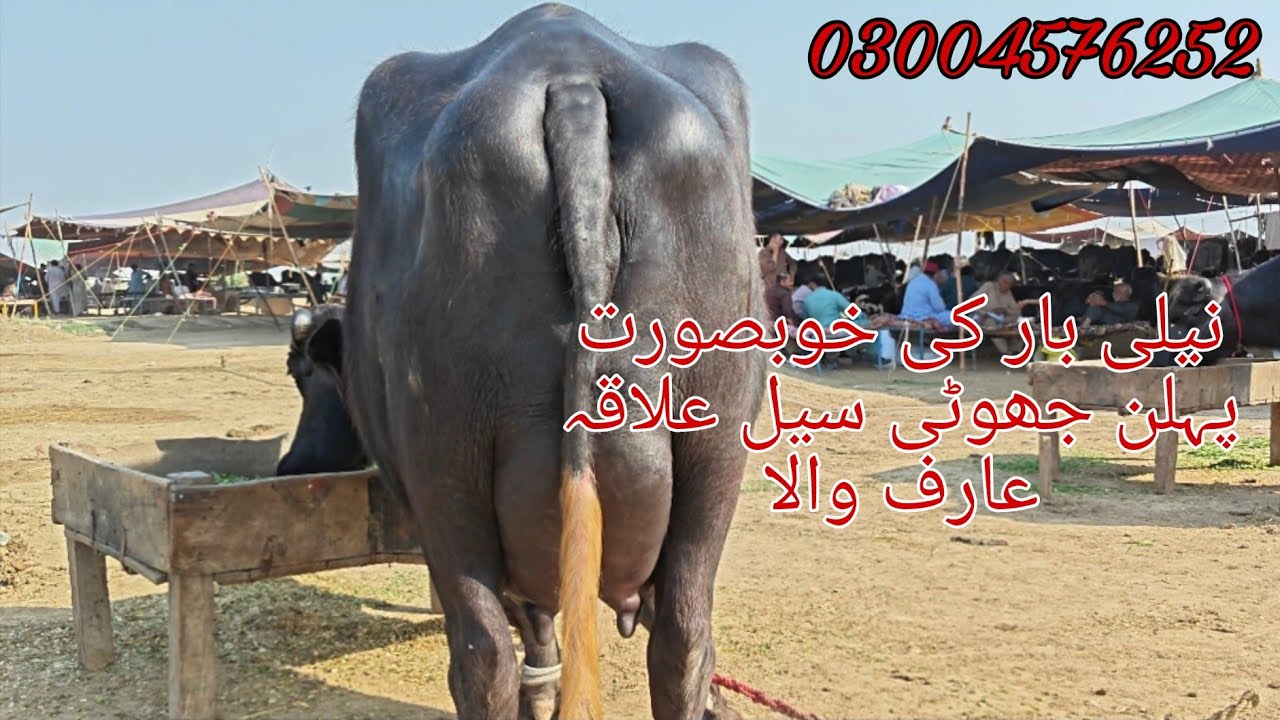 Neli ki khubsurat Jyoti sale Okara Animal Tv 03004576252/8/3/2026/لوکیشن عارف والا 