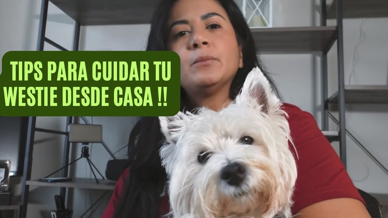 tips para cuidar tu westie desde casa.