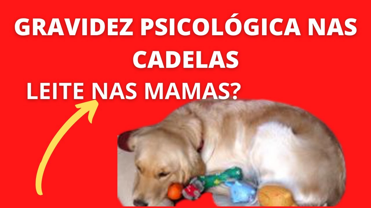Gravidez Psicológica canina- Saiba o que fazer!