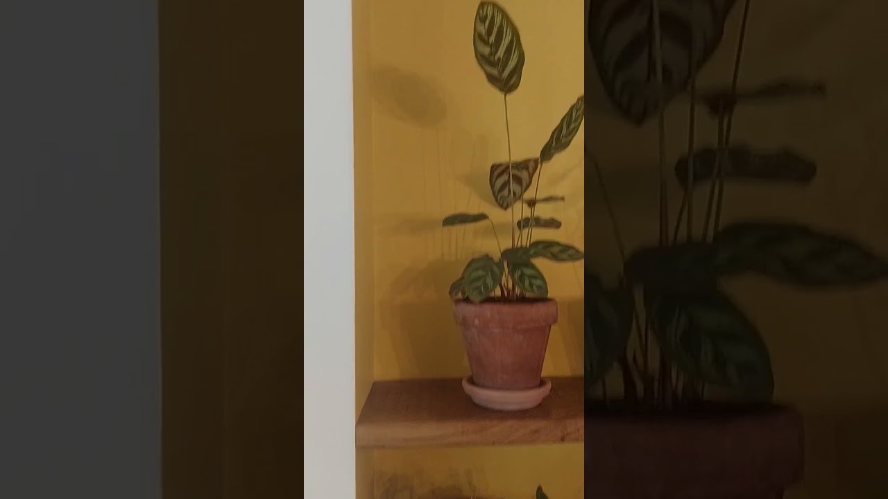 astuce pour etagere avec fixation invisible #diy #bricolage #tuto #lowtech #decoration