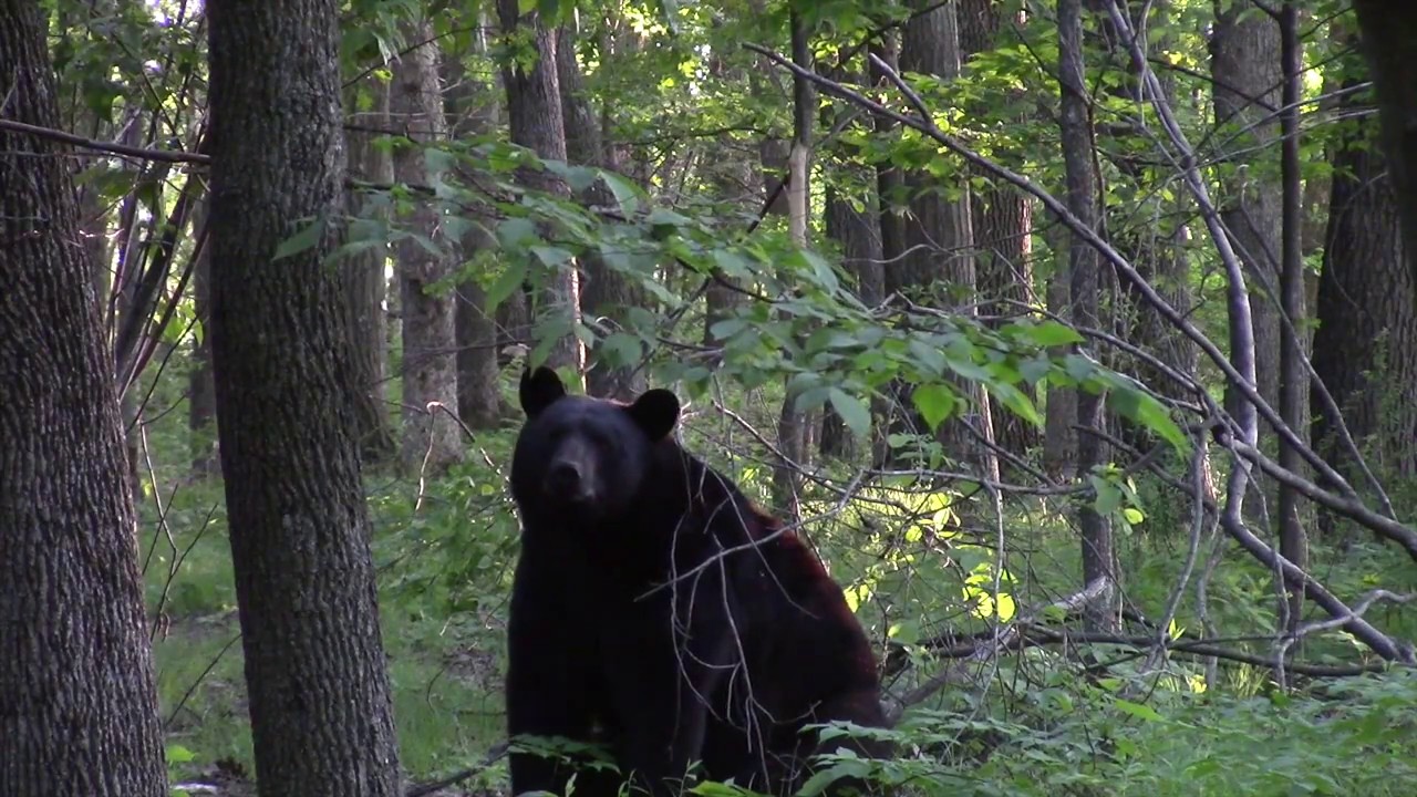 Bear encounter on High Rock Mountain