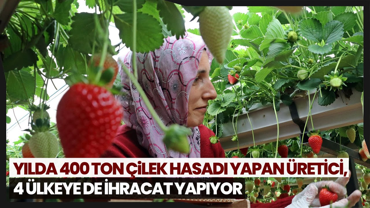 Topraksız Çilek Üretimiyle 4 Kat Daha Fazla Ürün