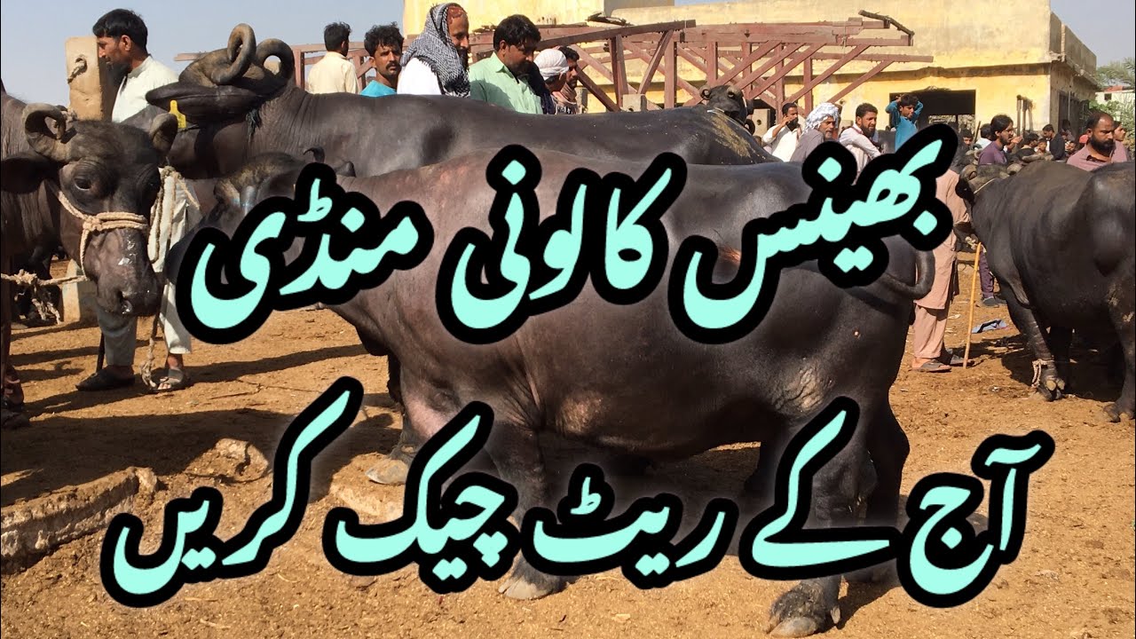 Bhains Colony Mandi update ||Milking Buffalo Mandi price update 1-5-24