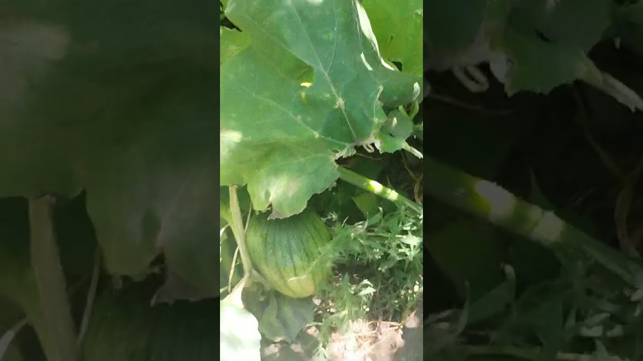 Outdoor marijuana 2023. Huge plants!