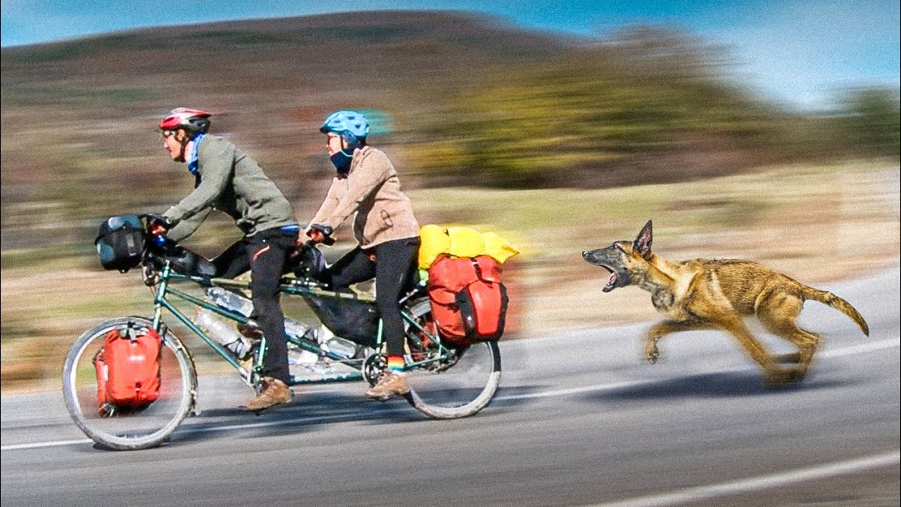 Angry Dogs VS Cyclists! (What Would You Do?)