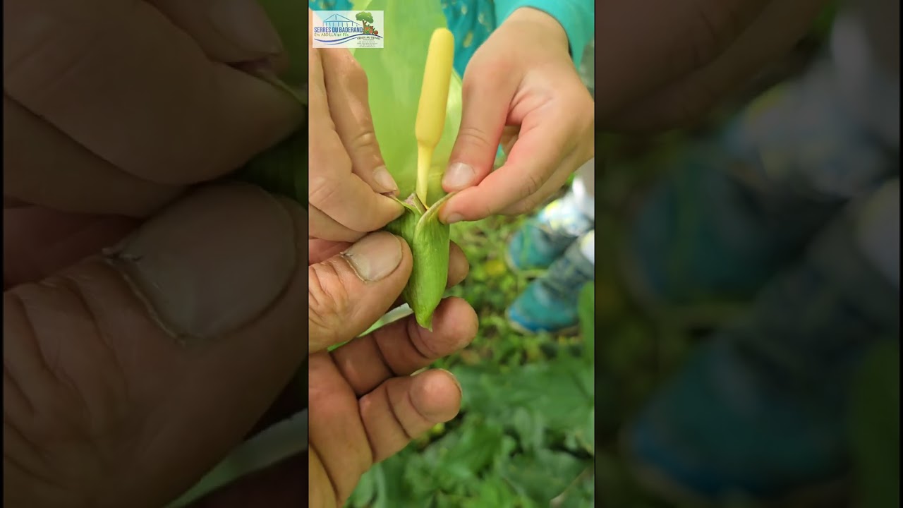 FLORE SAUVAGE L'ARUM maculatum ou Gouet