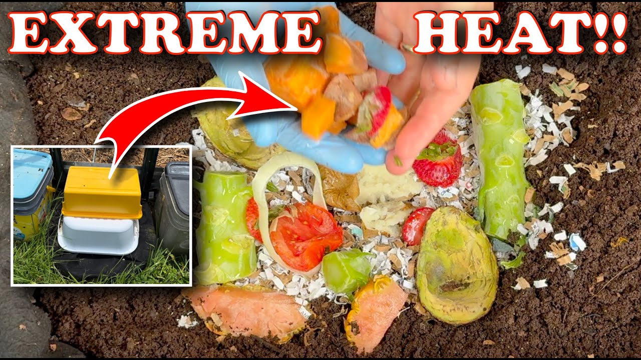 Outdoor Worm Bin Survives Scorching Heat + New Feeding!