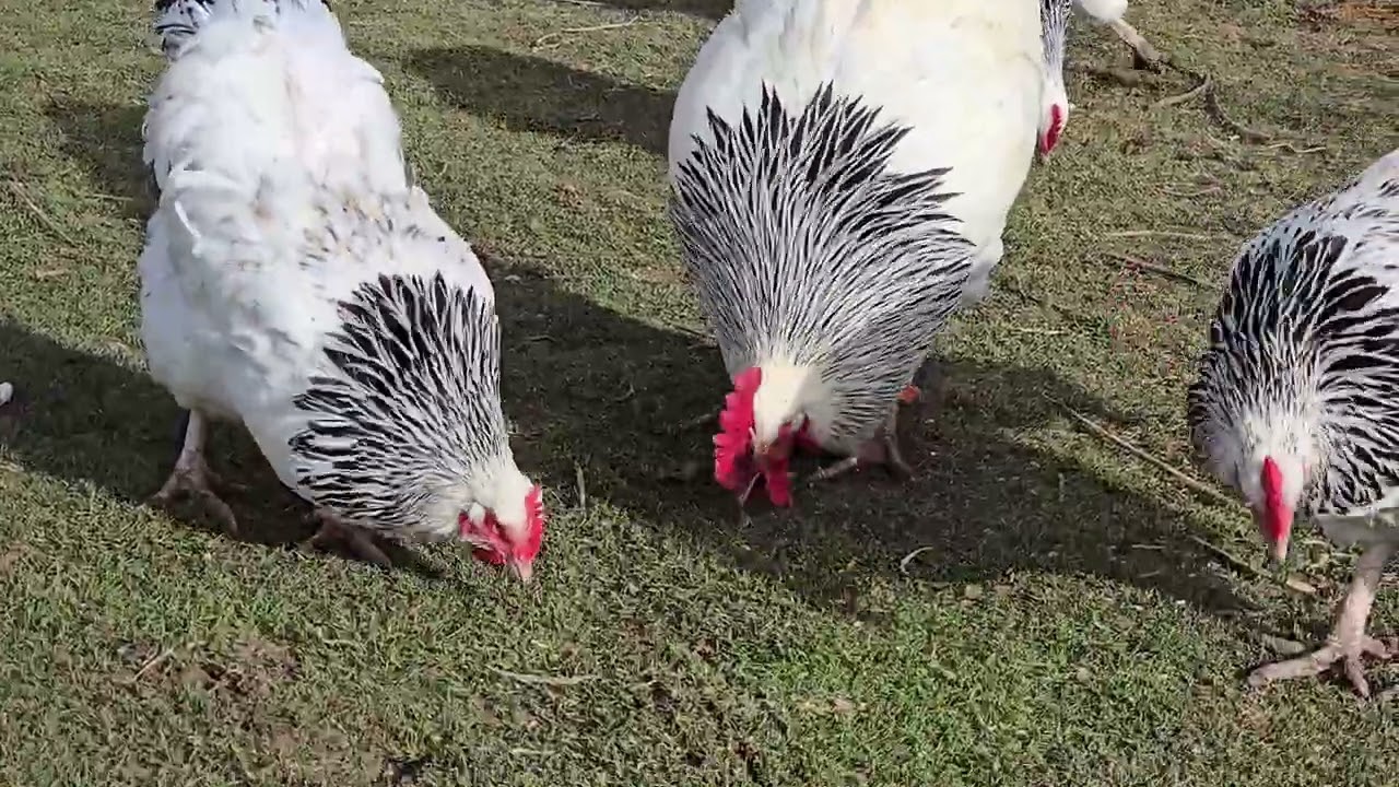 Sussex Tavuk Irkı Özellikleri.