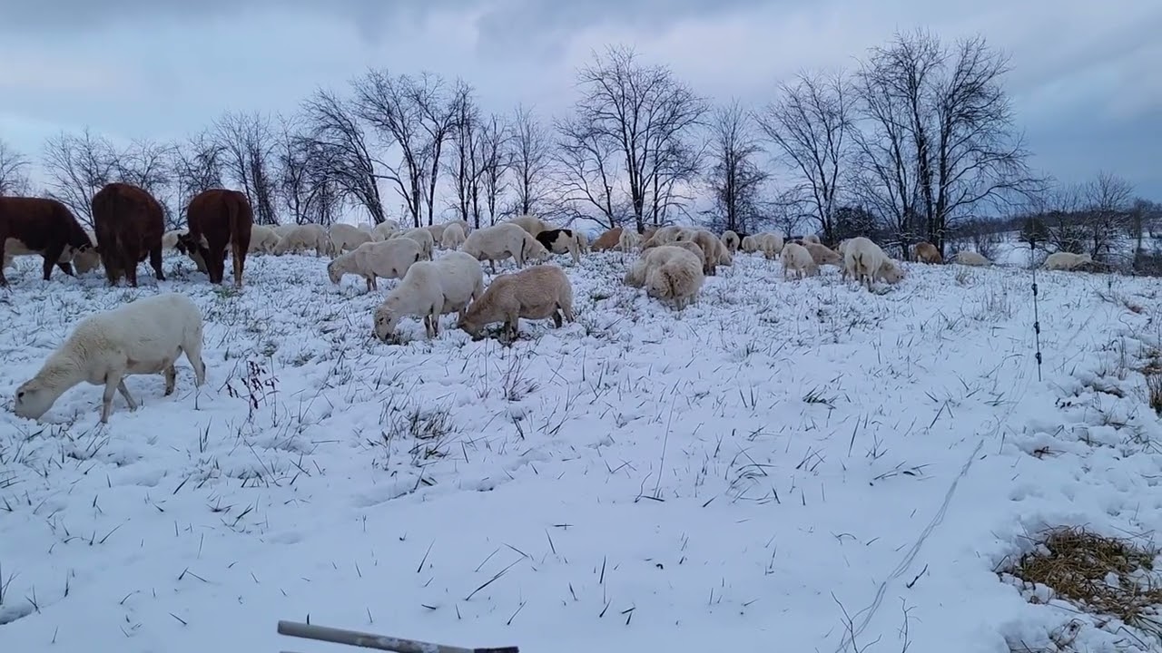 Dec. 2, 2025 Grazing stockpile, no mud