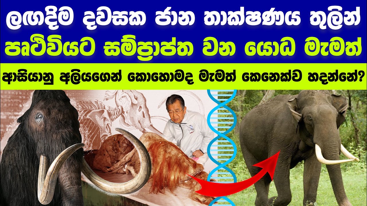 මැමත්ලා නැවත මිහිතලයට ගෙන්වීම | Bringing back mammoths