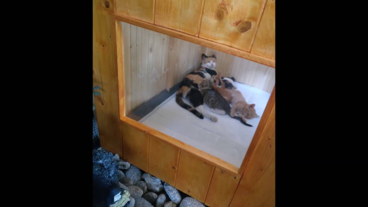 Casetta in legno per gattini fai da te