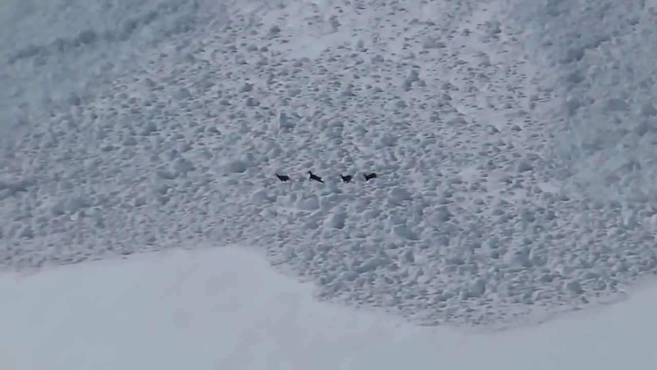 VALANGHE Caso 18. Un gruppo di camosci viene travolto da una valanga