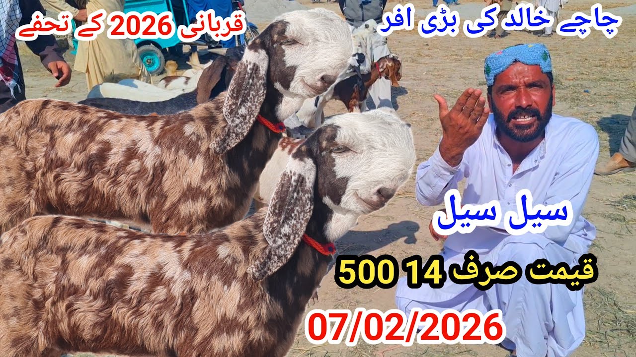 قربانی 2026 کے تحفے قیمت صرف 145 س چاچے خالد کی بڑی افر کال نمبر 03127009575