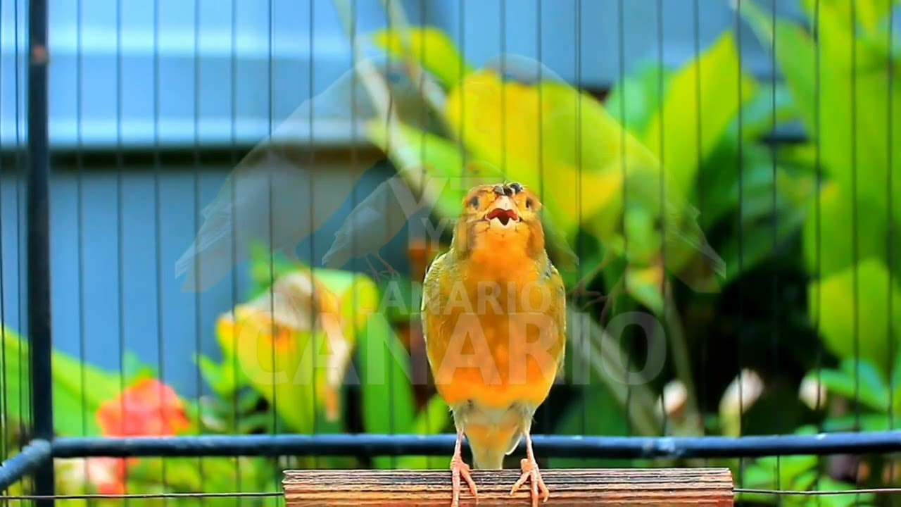 Canto lindo em HD do canário belga — perfeito para treinar e estimular o acasalamento! 249