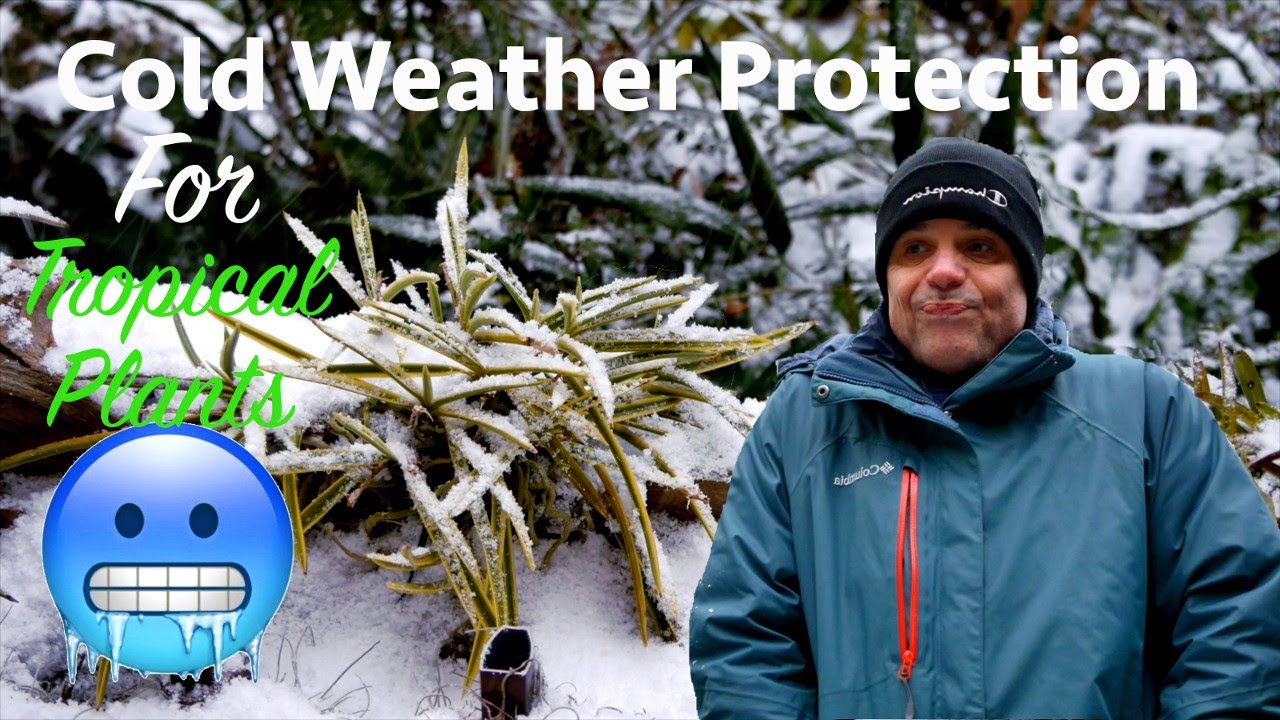 Winter Weather in the Garden - Cold Protection for Plants Outdoors