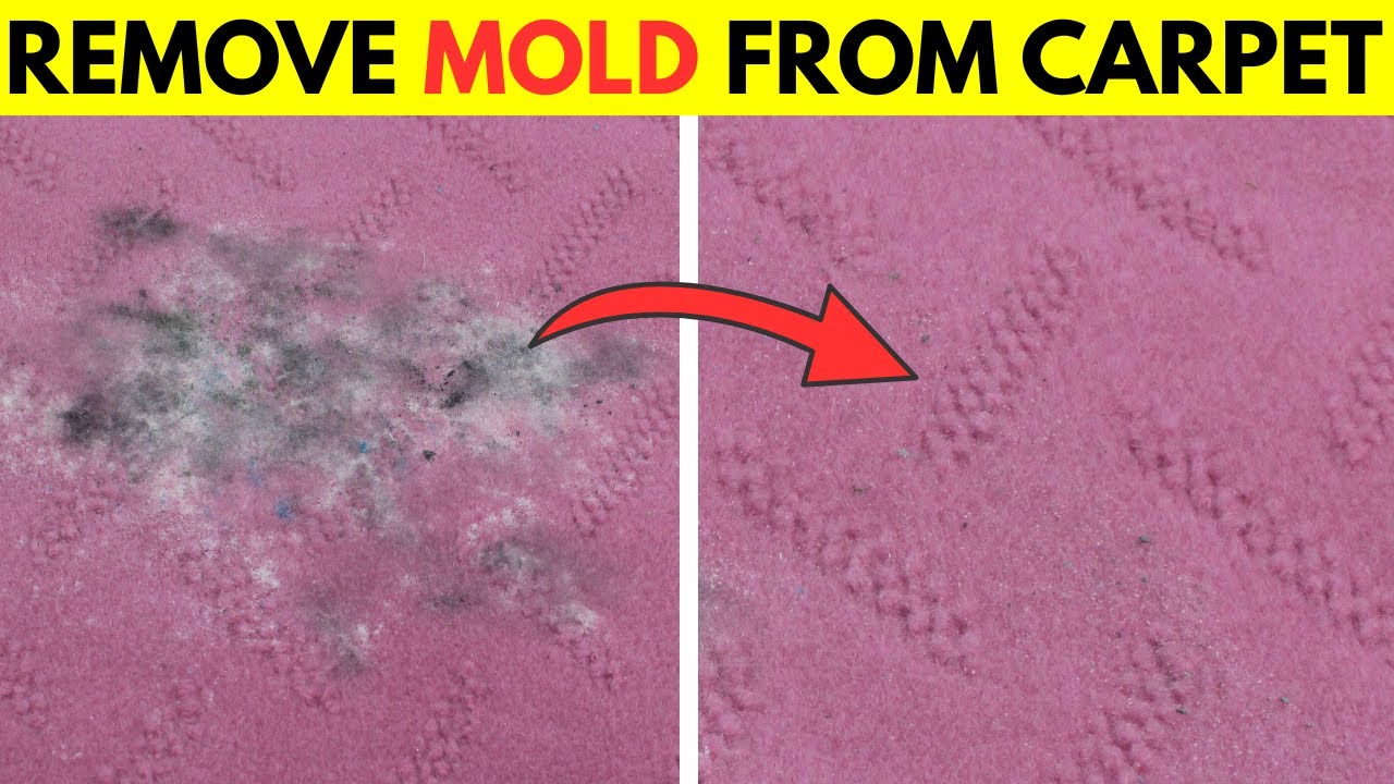 How to Get Black Mold Out of Carpet Without Bleach
